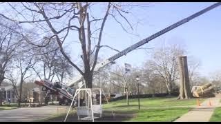Mr George Tree Removal Service #shorts