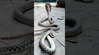 snake #cobra #naagin #trending #