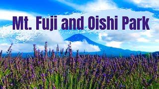 Mt. Fuji View From Oishi park 2022 | Lavender and Kochia | 大石公園