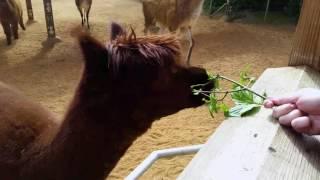 Feeding alpacas and llamas