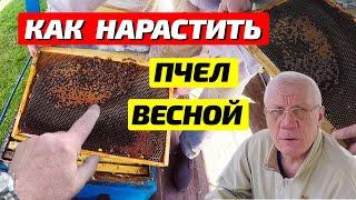 Как спасти слабую семью пчел весной. Наращивание пчел.