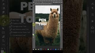 Favorite selection tool in Photoshop adobephotoshop llama designtiktok designtips bildbearbeitung...