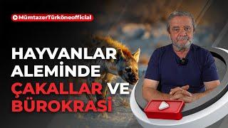 Hayvanlar aleminde çakallar ve bürokrasi | Prof. Dr. Mümtaz’er Türköne