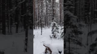 Красота Сибири