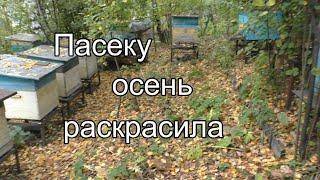 Пасеку осень раскрасила