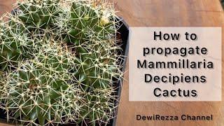 Propagate Mammillaria Decipiens Cactus