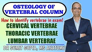 Osteology of Vertebrae || vertebral column || cervical thoracic and lumbar vertebrae ||