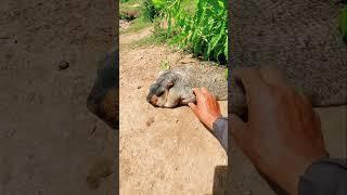 Cute Wild animal bobak marmot or prairie dog 441
