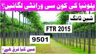 PAULOWNIA ||SHANTONG,FTR2015,9501 HYBRID || میں کیا فرق ہے  || Lagnay Ka Mossam || SM AGRI TV