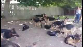 70 German Shepherds in a garden