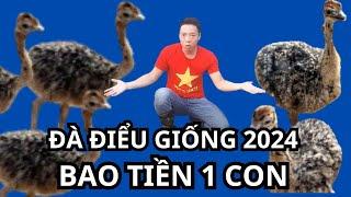 Đà Điểu Giống Bao Nhiêu Tiền 1 Con, Giá Đà Điểu Giống 1 Tháng Tuổi, Đà Điểu Giống, Giá Đà Điểu Giống