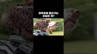 얼룩말 의상 입은 개 정체 #shorts