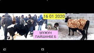 16 01 2020 МУЖУН ПАЙШАНБЕ МОЛ БОЗОРИДА МОЛЛАР АРЗОНЛАШДИ