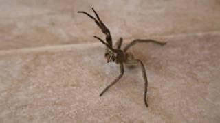 World's Most Aggressive and HUGE Spider ATTACKS!.wmv