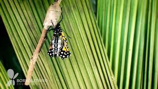 Nascimento Emocionante da Borboleta Monarca (Danaus plexippus)