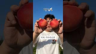 딱딱이 복숭아 기다리신분들? 손 드세요!!