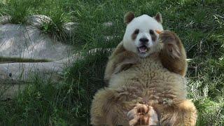 在陕西秦岭地区的棕色大熊猫 Brown pandas in the Qinling Mountains, ShaanXi Province with subtitle| Adorable Panda