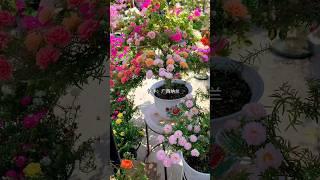 Flower gardening ideas at home, #plants #shorts #viral