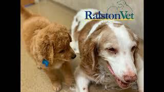 Ralston Vet patients