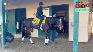 Sierra Leone, Fierceness, City of Troy and More Train for the 2024 Breeders' Cup at Del Mar