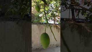 Botanical / Scientific name of  mango