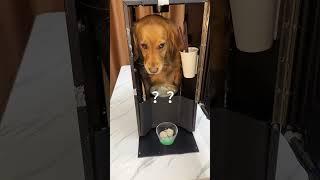 Didn't expect it! Gouzi brand automatic rice making machine~#funny pets #funny dog #funnyvideo