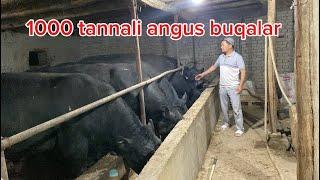 90 628 87 80 Voyy Doddd 1000 tonnali angus buqa boqish sirlari bahrom akani buqalari