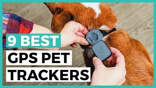 Best Gps Pet Trackers in 2024 - How to Choose a Tracker to Keep an Eye on your Pet?