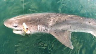 Port Phillip Bay Shark Fishing