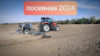 Посевная 2024 | Озимая пшеница сорт Победа