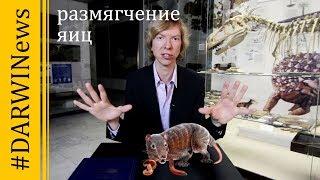 Путь к живорождению! #DARWINews