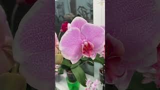 Phal.Pretty Romance#фаленопсис#орхидея#орхидеи #орхидеяфаленопсис #orchids #phal#phalaenopsis