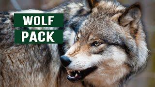 The Predatory Wolf Pack Of Yellowstone National Park | White Wolf Documentary