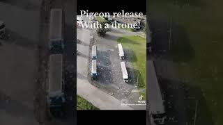 Pigeon release with a drone! #shorts