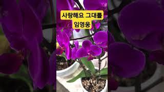 #사랑해요 그대를 #원곡 설운도#임영웅 #영웅시대 #미스터트롯진
