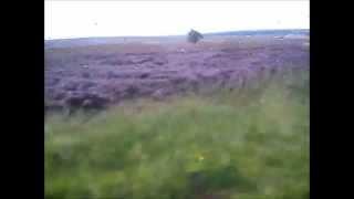 Wrzosowiska Anglii - North York Moors National Park -