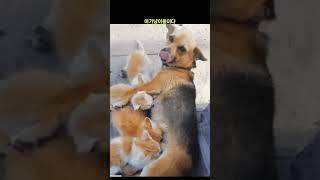 어미 잃은 길냥이 키우는 댕댕이