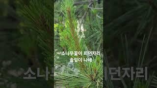 #신기한 소나무