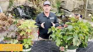 Let's Talk Pruning Hydrangeas 🪴 Pro Talk with Sean at The Gardener's Center