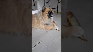 Так всё таки собака ты или кот?