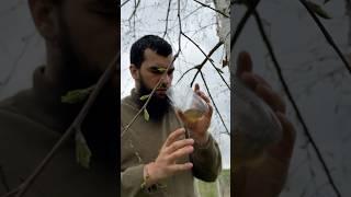 24 ЧАСА ДОБЫВАЮ СОК БЕРЁЗЫ