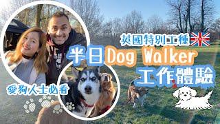 Vlog | 半日Dog Walker工作體驗 | 遛狗也可以當專業？ 愛狗人士必看 英國特別工種 | Dog Walker Job Experience