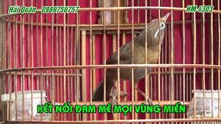 Chim hoạ mi HM 4303 hôm nay mới về đến nhà mình mà đã hót đấu quá- Đã có chủ ở tp Vinh-Nghệ An