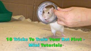 10 Tricks To Train Your Rat/Mouse First - Mini Tutorials