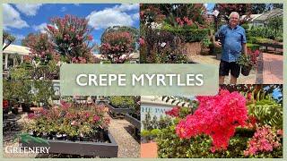 Crepe Myrtles | The Greenery Garden & Home