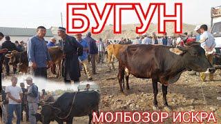 МОЛБОЗОР ИСКРА БУГУН 07 09 2024 арзон Кимат #тезда_курамиз САВДО КАНДАЙ БУЛДИ