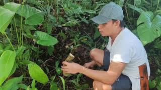 How to Harvest Red Alingatong roots / how to order red alingatong roots