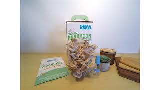 Back to the Roots Organic Mushroom Grow Kit Timelapse