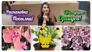 Цветущие #орхидеибабочки в моей коллекции  Полезная посылка! Ловушки для вредителей? #fyp #орхідеї
