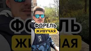 Уронили, взяли голыми руками а она спокойно живёт дальше- форель #fishing #рыбалка